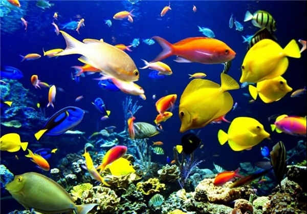 <p><strong><span style="font-size: 12pt; font-family: BYekan;">پرداختن به دنیای ماهی ها در «موتورجستجو»</span></strong></p>